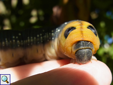 Raupe des Oleanderschwärmers (Oleander Hawk-moth, Daphnis nerii)