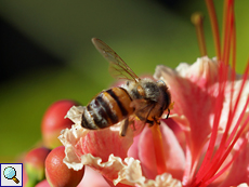 Westliche Honigbiene (Western Honey Bee, Apis mellifera)