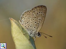 Zizeeria knysna (African Grass Blue)