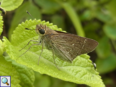 Borbo gemella (Twin Swift)