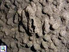 Oberfläche eines Termitenbaus
