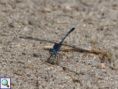 Orthetrum brachiale wrightii (Tough Skimmer)