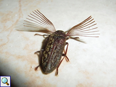 Callirhipis philiberti (Father Philibert's Beetle)