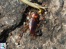 Amerikanische Großschabe (American Cockroach, Periplaneta americana)