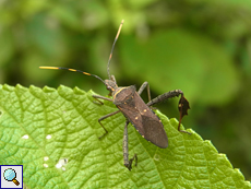 Leptoglossus gonagra (Citron Bug)