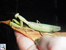 Polyspilota aeruginosa (Madagascan Marbled Mantis)