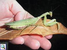 Polyspilota aeruginosa (Madagascan Marbled Mantis)