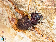 Aegus chelifer, Weibchen