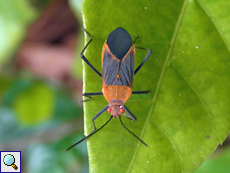 Leptocoris toricollis