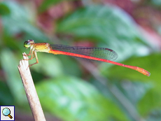 Ceriagrion glabrum (Common Pond-Damselfly), Männchen