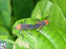 Leptocoris toricollis, Paarung