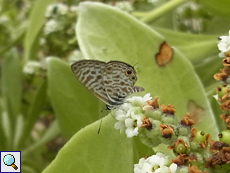 Kleiner Wanderbläuling (Common Zebra Blue, Leptotes pirithous)