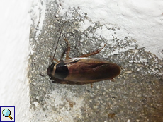Australische Schabe (Australian Cockroach, Periplaneta australasiae)