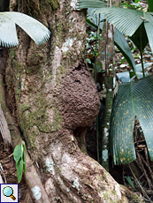 Termitenbau an einem Baumstamm