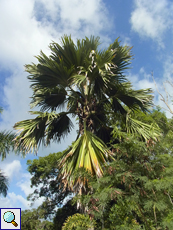 In seinem Garten auf La Digue hat jemand eine Seychellenpalme (Lodoicea maldivica) gepflanzt