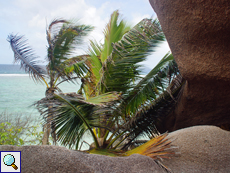 Felsen und Kokospalmen (Cocos nucifera)