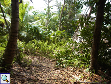 Dieser Pfad im Hinterland führt von der Anse Bonnet Carré zur Anse Marron