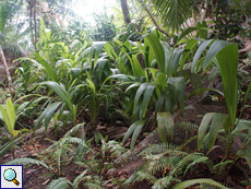 Junge Kokospalmen (Cocos nucifera)