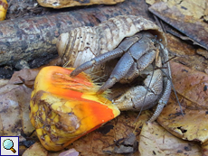 Coenobita rugosus frisst eine Pandanus-Frucht