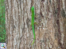 Kleiner Seychellen-Taggecko (Phelsuma astriata semicarinata)