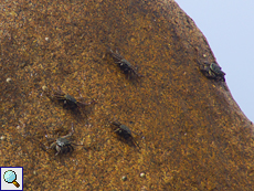 An den Felsen in der Brandung lebt die Krabbenart Grapsus tenuicrustatus