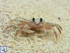 Unzählige Krabben (Ocypode sp.) bewohnen die Petite Anse