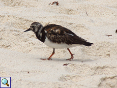 Steinwälzer (Arenaria interpres interpres) an der Petite Anse