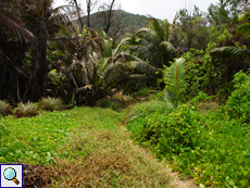 Hinter der Petite Anse führt der Pfad zur Anse Cocos landeinwärts