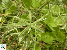 Hier wachsen Gräser wie Dactyloctenium aegyptium