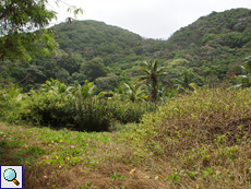 Buschige Pflanzen und etliche Kokospalmen (Cocos nucifera) im Hinterland der Petite Anse