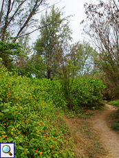 Wandelröschen (Lantana camara) und Scavoela taccada säumen den Wanderweg