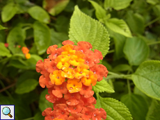 Blühendes Wandelröschen (Lantana camara)