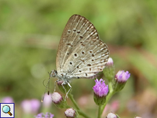 Zizeeria knysna