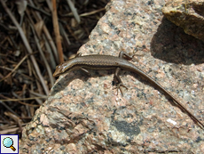 Seychellen-Skink (Trachylepis seychellensis)