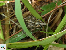 Gut versteckt in der Vegetation: die Froschart Ptychadena mascareniensis