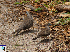 Sperbertäubchen (Geopelia striata) suchen am Boden nach Nahrung