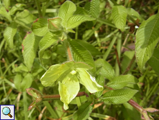 Ludwigia octovalvis