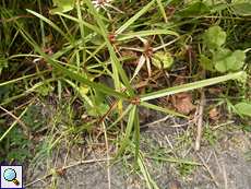 Cyperus aromaticus