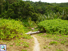 Büsche von Scaevola taccada sind auch an der Anse Cocos allgegenwärtig