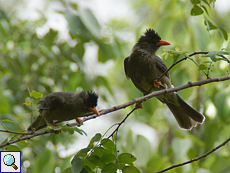 Dickschnabelbülbüls (Hypsipetes crassirostris) im Hinterland der Anse Cocos