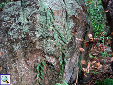Flechten und wilde Echte Vanille (Vanilla planifolia) bedecken die Felsen