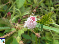 Mimose (Mimosa pudica)