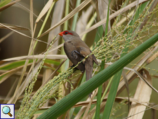 Wellenastrild (Estrilda astrild) auf Guineagras (Panicum maximum)