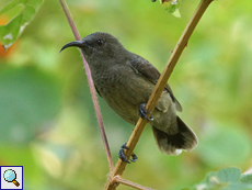 Weiblicher Seychellennektarvogel (Nectarinia dussumieri)