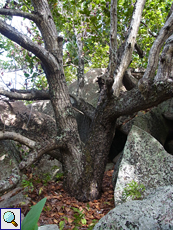 Knorriger Baum im landeinwärts gelegenen Teil der Pointe Bélize