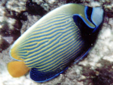 Imperator-Kaiserfisch (Pomacanthus imperator)