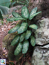 Dieffenbachia seguine