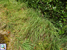 Zitronengras (Cymbopogon sp.) säumt den Wanderpfad