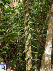 Vanille (Vanilla planifolia)