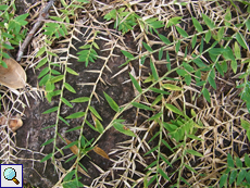 Brachiaria umbellata